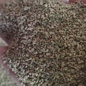 Sansu Spices Ajwain(Carom Seeds) | Pure and Natural | 100% Chemical Free | Preservative Free