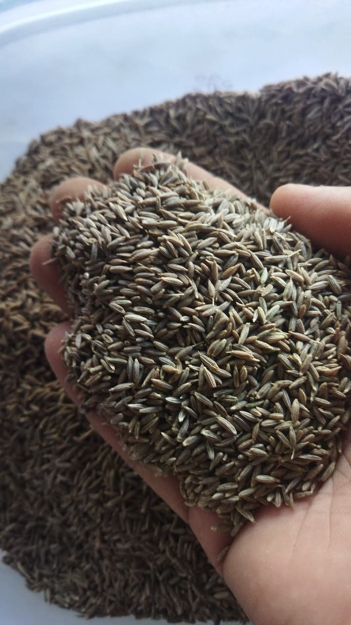 Sansu Spices Jeera(Cumin) | Pure and Natural | 100% Chemical Free | Preservative Free - Image 2