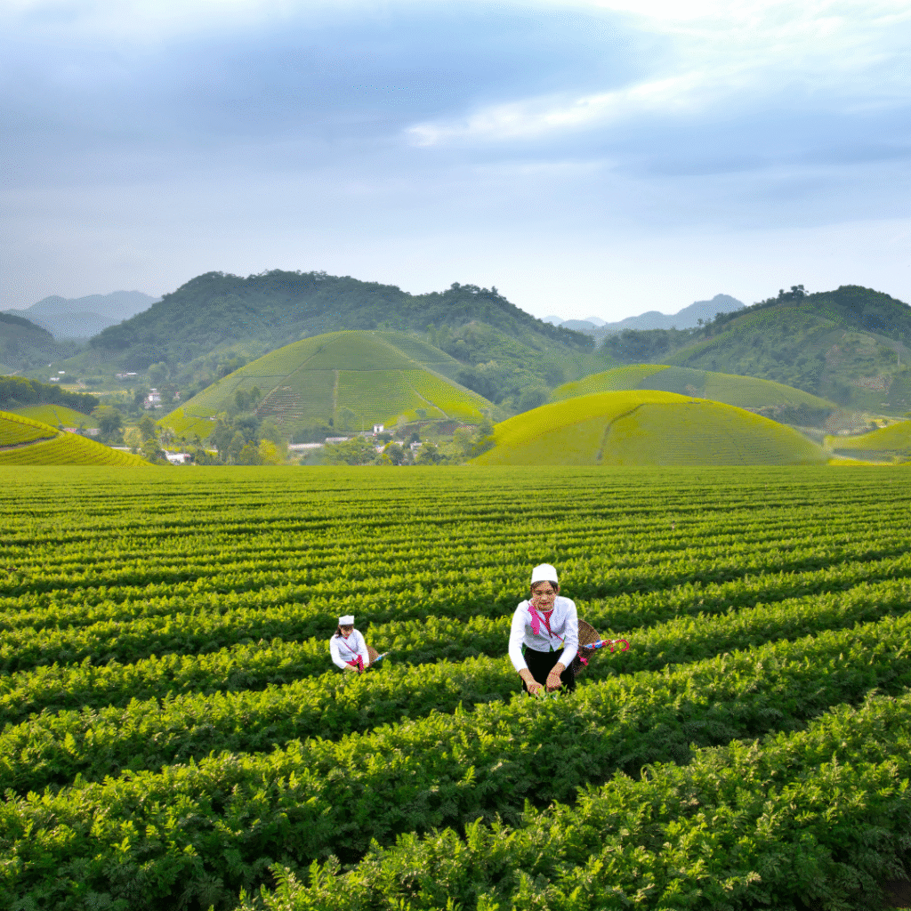 Organic Farming at home